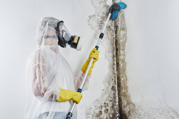 Best Home Mold Removal  in Boling, TX