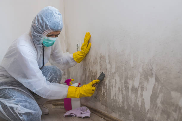 Best Attic Mold Removal  in Boling, TX