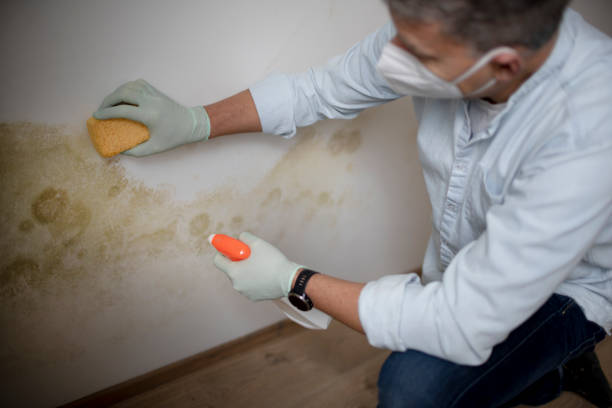 Trusted Boling, TX Mold Removal Experts